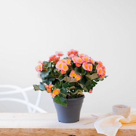 Begonia