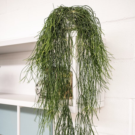 Rhipsalis Baccifera
