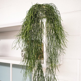 Rhipsalis Baccifera