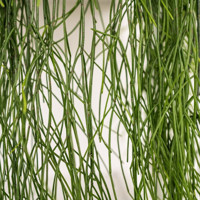 Rhipsalis Baccifera
