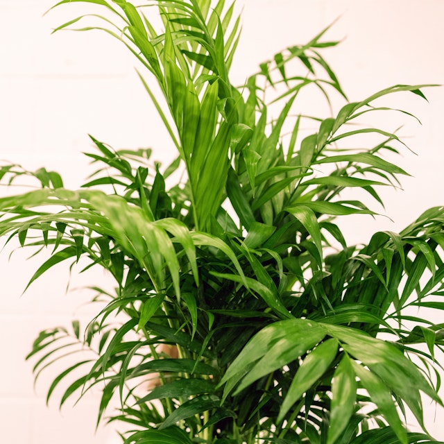 Palmera de Salón grande - Chamaedorea Elegans