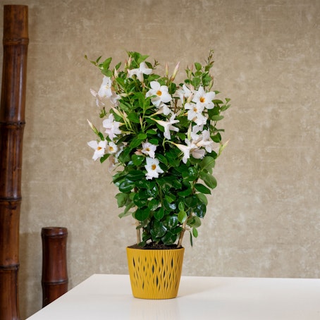 Dipladenia blanca