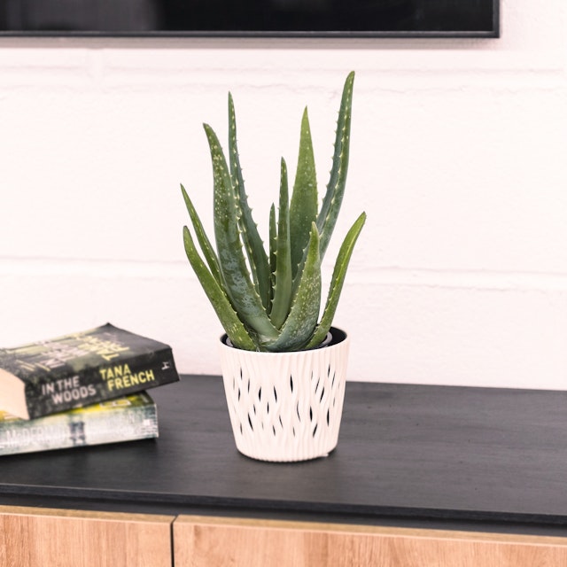 Aloe vera Bio