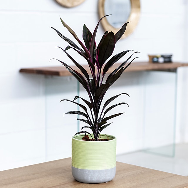 Cordyline Australis Red Star