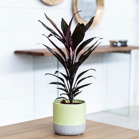 Cordyline Tango