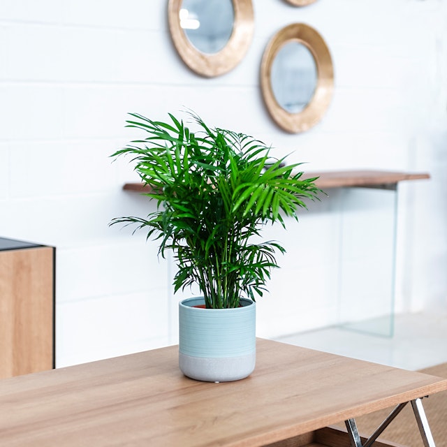 Palmera de Salón pequeña - Chamaedorea Elegans