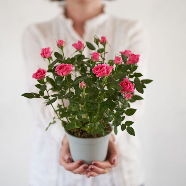 Rosal Rosa