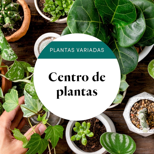 Centro de plantas del florista