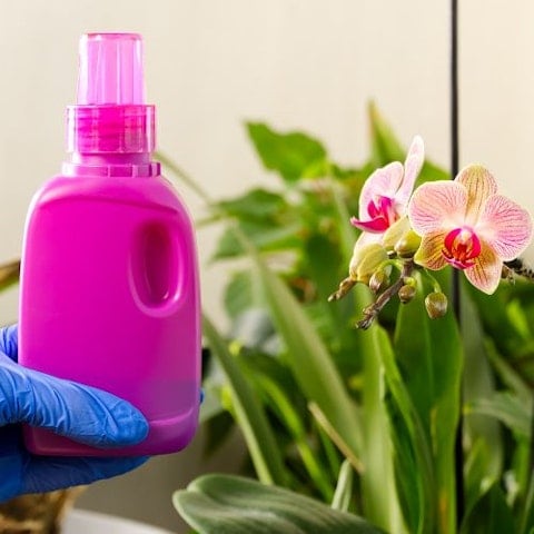 Guía para cuidar de tu Orquídea en casa
