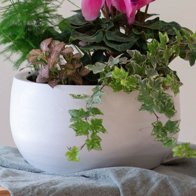 Centro de plantas variadas