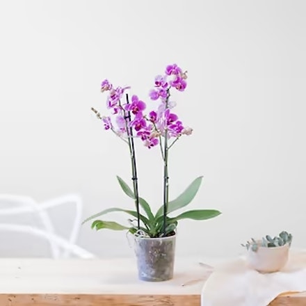 Orquídea Phalaenopsis multiflora rosa - Planta de interior