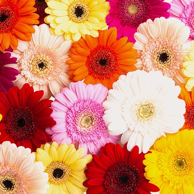 Flor de gerberas de colores