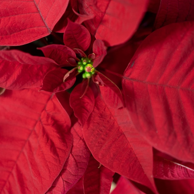 Estrella de Navidad