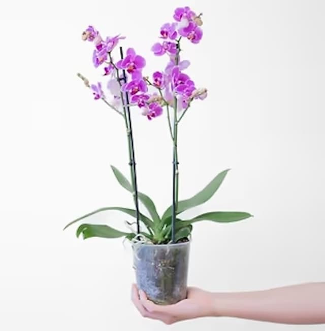 Orquídea Phalaenopsis multiflora rosa - Planta de interior