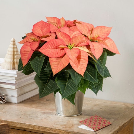Poinsettia Salmón