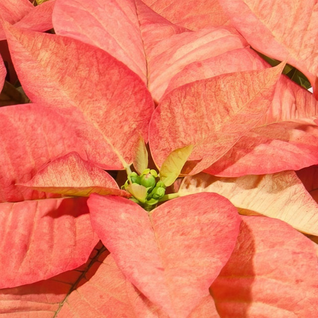 Poinsettia Salmón 
