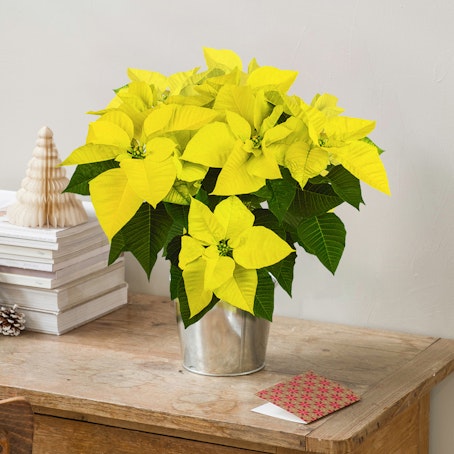 Poinsettia Amarilla