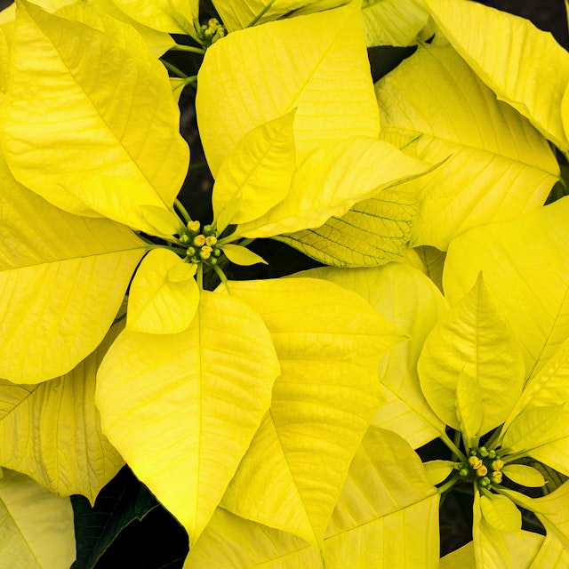 Poinsettia Amarilla