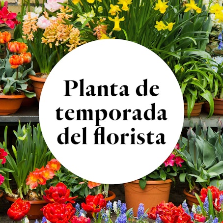 Planta de temporada del Florista