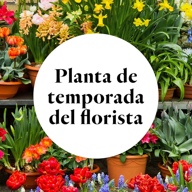 Planta de temporada del Florista