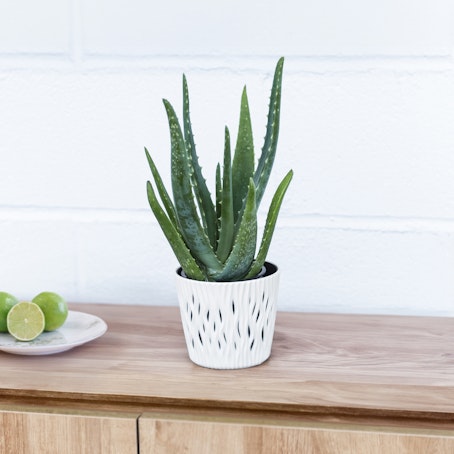 Aloe vera Bio