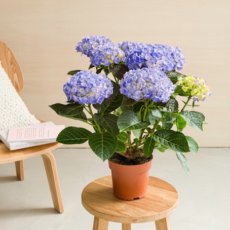 Hortensia Azul - Hydrangea