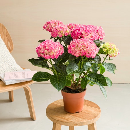 Hortensia Rosa - Hydrangea
