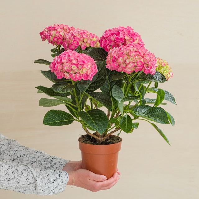 Hortensia Rosa - Hydrangea