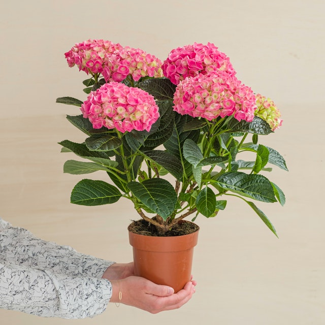 Hortensia Rosa