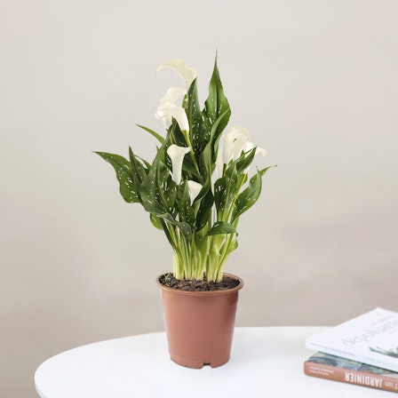 1750959075-1202857-2025