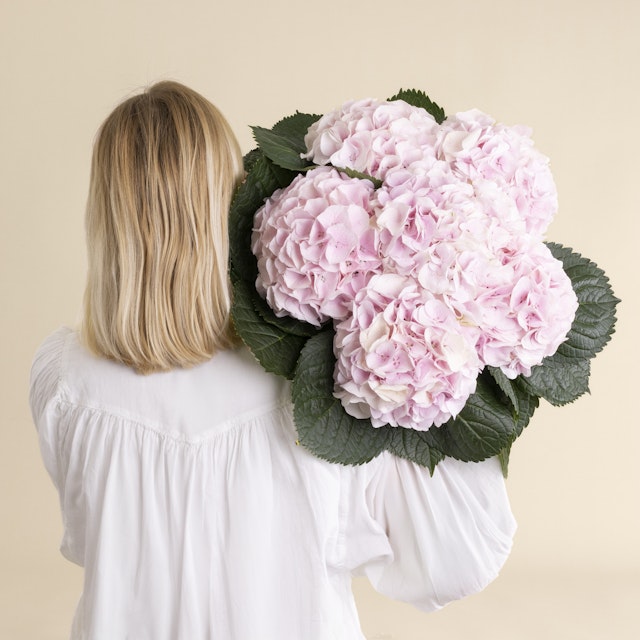 Ramo de Hortensias Rosa