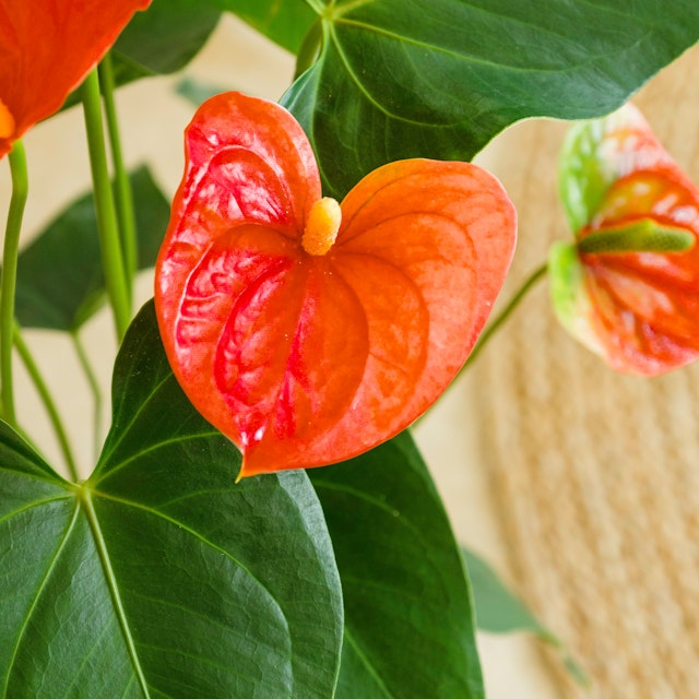 Anthurium rojo