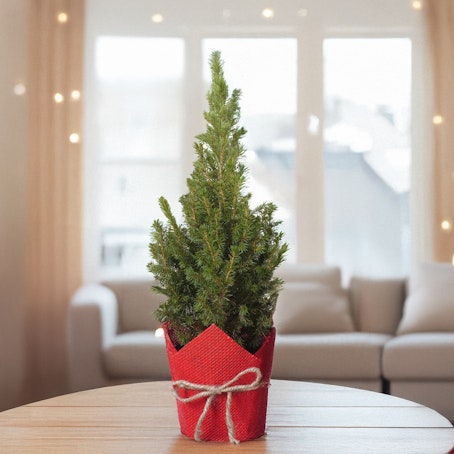 Arbolito de Navidad Clásico