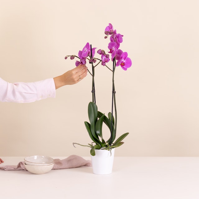 Orquídea Rosa