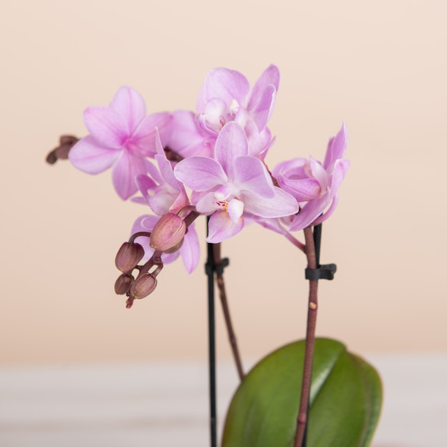 Pink Charm
