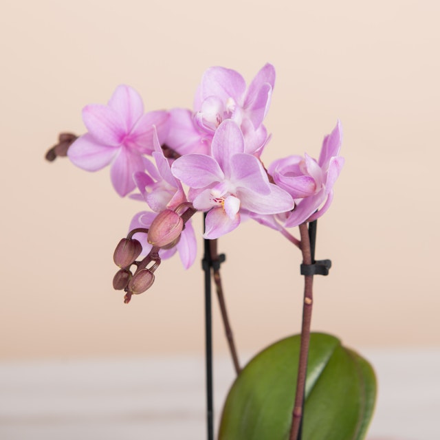 Pink Charm