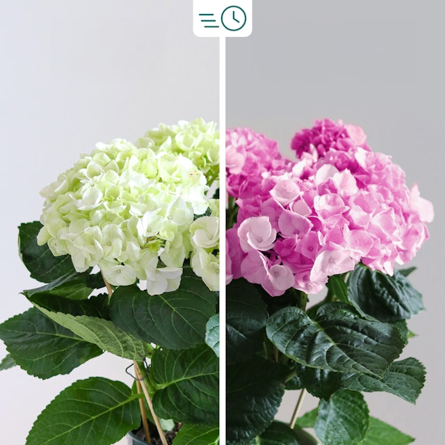 Hortensia Rosa