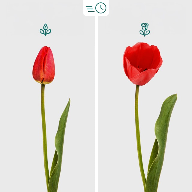 Ramo de Tulipanes Rojos