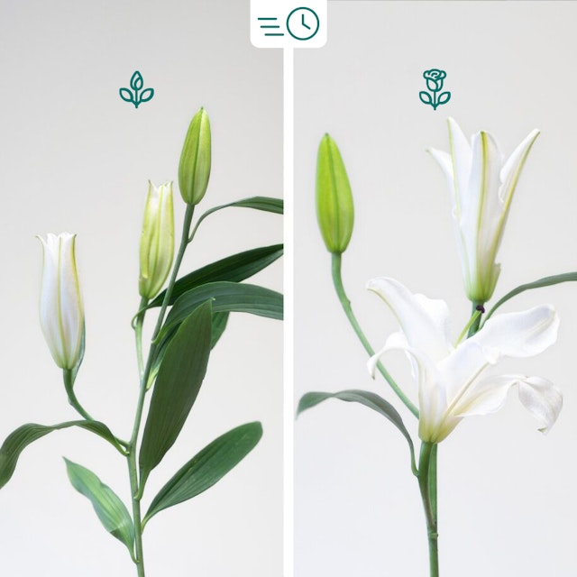 Ramo de Liliums Blancos