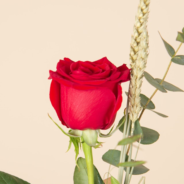 Día de la Rosa