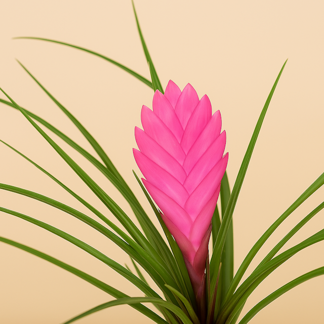 Tillandsia