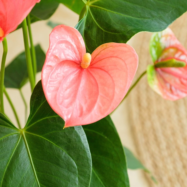 Anthurium Rosa