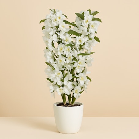 Dendrobium Blanco