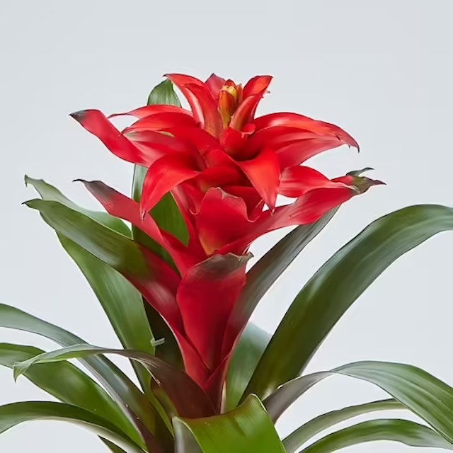 Guzmania