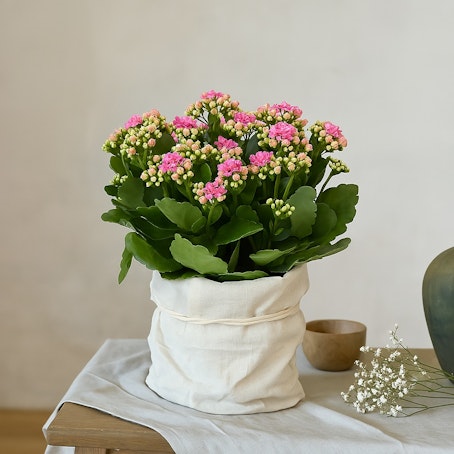 Kit de 4 Kalanchoes Rosa