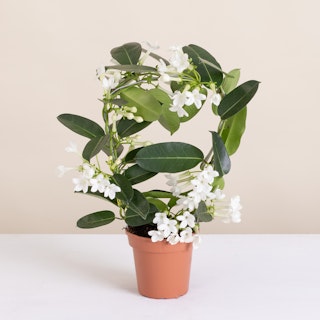 Stephanotis