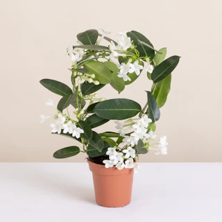 Stephanotis