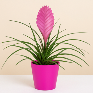 Tillandsia