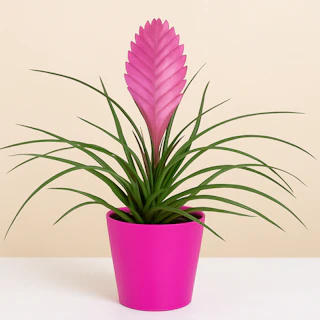 Tillandsia