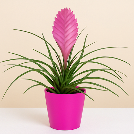Tillandsia